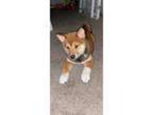 Shiba Inu Puppy for sale in Randallstown, MD, USA