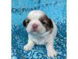 Mutt Puppy for sale in Summerfield, FL, USA
