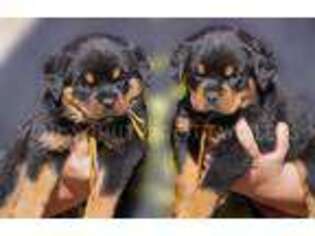 Rottweiler Puppy for sale in Upland, CA, USA