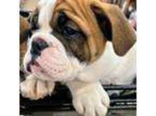 Bulldog Puppy for sale in Wichita, KS, USA