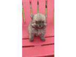 Pomeranian Puppy for sale in West Union, SC, USA