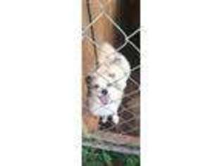 Pomeranian Puppy for sale in Villa Rica, GA, USA