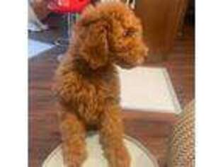 Goldendoodle Puppy for sale in Washington, DC, USA