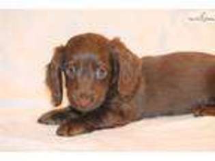 Dachshund Puppy for sale in Fort Worth, TX, USA