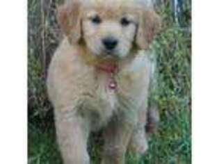Golden Retriever Puppy for sale in Chase City, VA, USA
