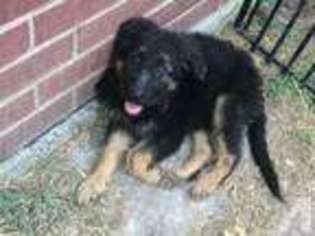 German Shepherd Dog Puppy for sale in KILLEEN, TX, USA