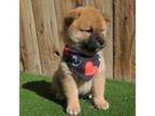 Shiba Inu Puppy for sale in Hesperia, CA, USA