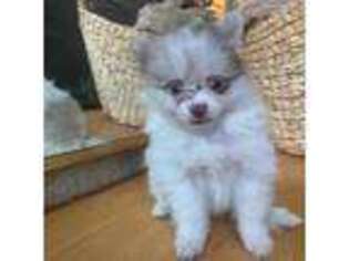 Pomeranian Puppy for sale in Midland, TX, USA