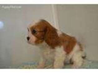 Cavalier King Charles Spaniel Puppy for sale in Fayetteville, AR, USA