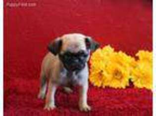 Pug Puppy for sale in Lawton, OK, USA
