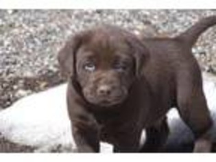Labrador Retriever Puppy for sale in Alta, CA, USA