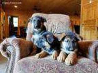 German Shepherd Dog Puppy for sale in Mc Caysville, GA, USA