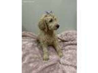 Goldendoodle Puppy for sale in Richland, MO, USA