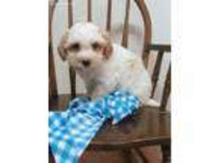 Poovanese Puppy for sale in Abbotsford, WI, USA