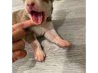 Siberian Husky Puppy for sale in Passaic, NJ, USA