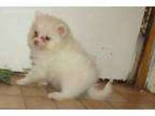 Pomeranian Puppy for sale in Fenwick, MI, USA