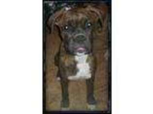 Boxer Puppy for sale in Oronogo, MO, USA