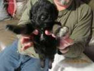 Mutt Puppy for sale in Starke, FL, USA