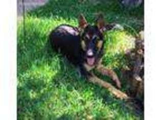 German Shepherd Dog Puppy for sale in Keller, TX, USA