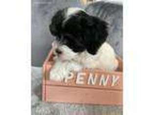 Havanese Puppy for sale in Gary, IN, USA