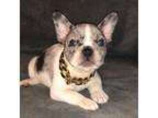 French Bulldog Puppy for sale in El Dorado, CA, USA