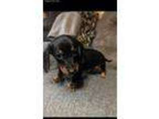 Dachshund Puppy for sale in Norris City, IL, USA