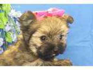 Maltipom Puppy for sale in Safford, AZ, USA