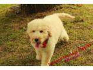 Goldendoodle Puppy for sale in Hickory, NC, USA