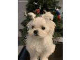 Maltese Puppy for sale in Woodland Hills, CA, USA