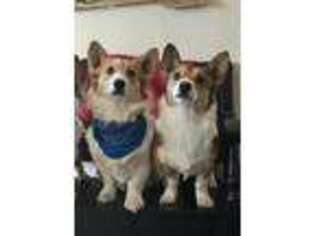 Pembroke Welsh Corgi Puppy for sale in Monument, CO, USA