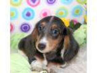 Dachshund Puppy for sale in Moffat, CO, USA