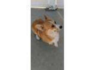 Pembroke Welsh Corgi Puppy for sale in Los Angeles, CA, USA