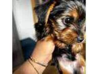 Yorkshire Terrier Puppy for sale in Midland, PA, USA