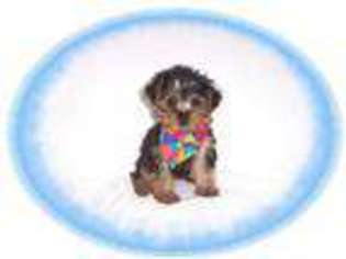 Yorkshire Terrier Puppy for sale in NASHUA, NH, USA