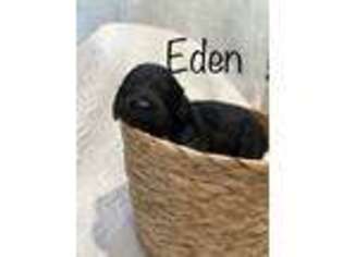 Goldendoodle Puppy for sale in New Carlisle, OH, USA