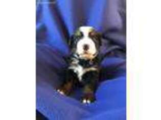 Bernese Mountain Dog Puppy for sale in Frankfort, IL, USA