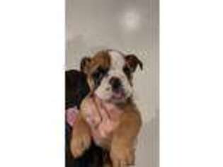 Bulldog Puppy for sale in Saint George, KS, USA