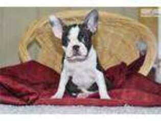 Boston Terrier Puppy for sale in Cleveland, OH, USA