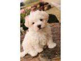 Maltese Puppy for sale in South Whitley, IN, USA