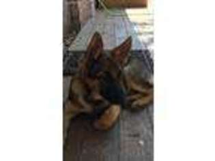 German Shepherd Dog Puppy for sale in Rockport, TX, USA