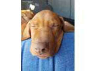 Vizsla Puppy for sale in Boise, ID, USA