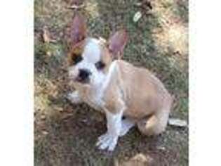 Boston Terrier Puppy for sale in San Antonio, TX, USA