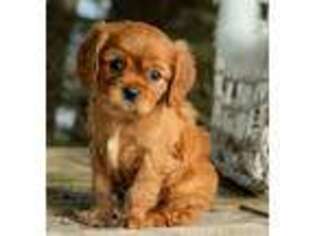 Cavalier King Charles Spaniel Puppy for sale in Goshen, IN, USA