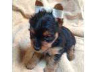 Yorkshire Terrier Puppy for sale in Winters, CA, USA
