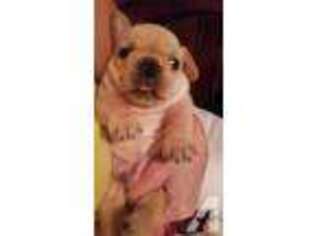 French Bulldog Puppy for sale in CHIEFLAND, FL, USA