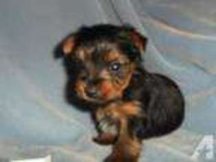 Yorkshire Terrier Puppy for sale in LESLIE, MO, USA