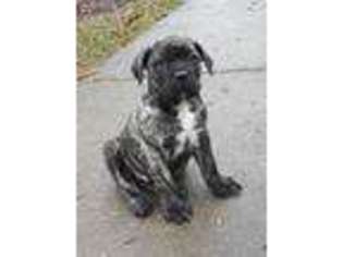 Cane Corso Puppy for sale in Garrettsville, OH, USA