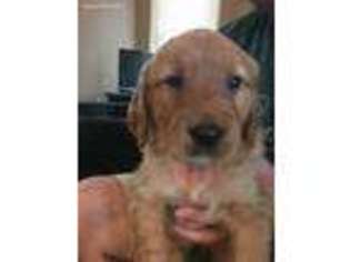 Golden Retriever Puppy for sale in Rockdale, TX, USA