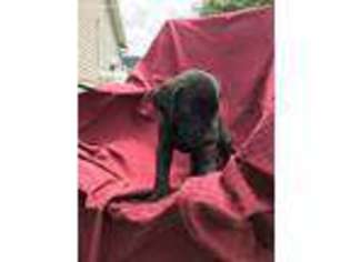 Mastiff Puppy for sale in Burlington, VT, USA