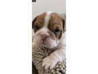 Bulldog Puppy for sale in Collierville, TN, USA